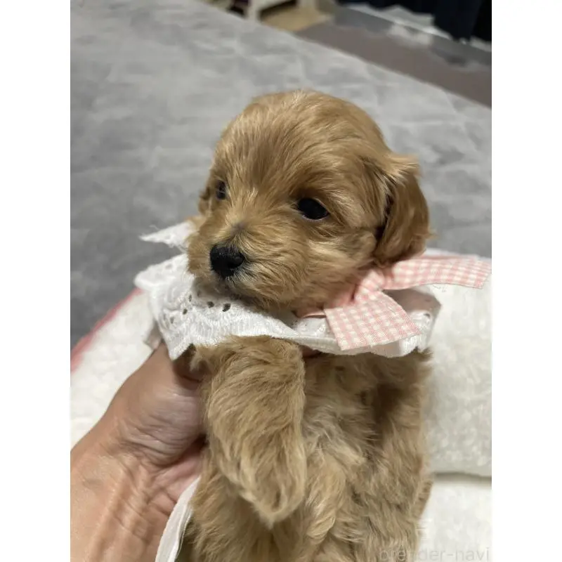 販売中の千葉県のマルプー:マルチーズ×トイプードル-456036の5枚目