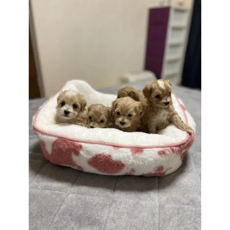 販売中の千葉県のマルプー:マルチーズ×トイプードル-456036の4枚目