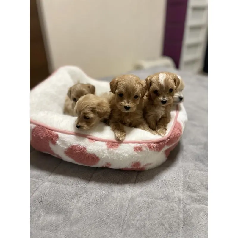 販売中の千葉県のマルプー:マルチーズ×トイプードル-456036の3枚目