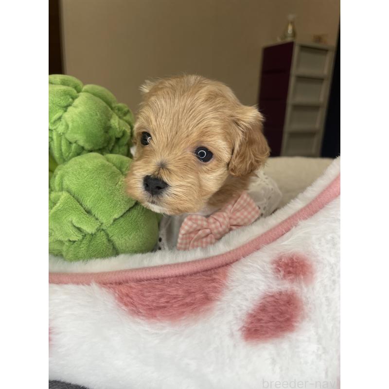 販売中の千葉県のマルプー:マルチーズ×トイプードル-456036の2枚目