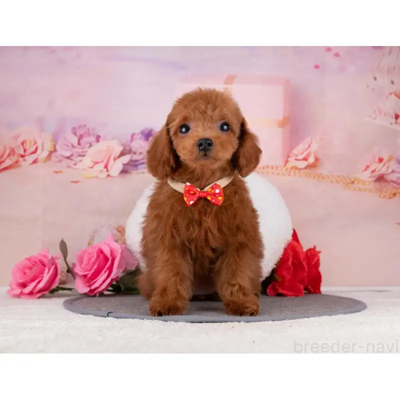 販売中の岐阜県のトイプードル-456034の7枚目