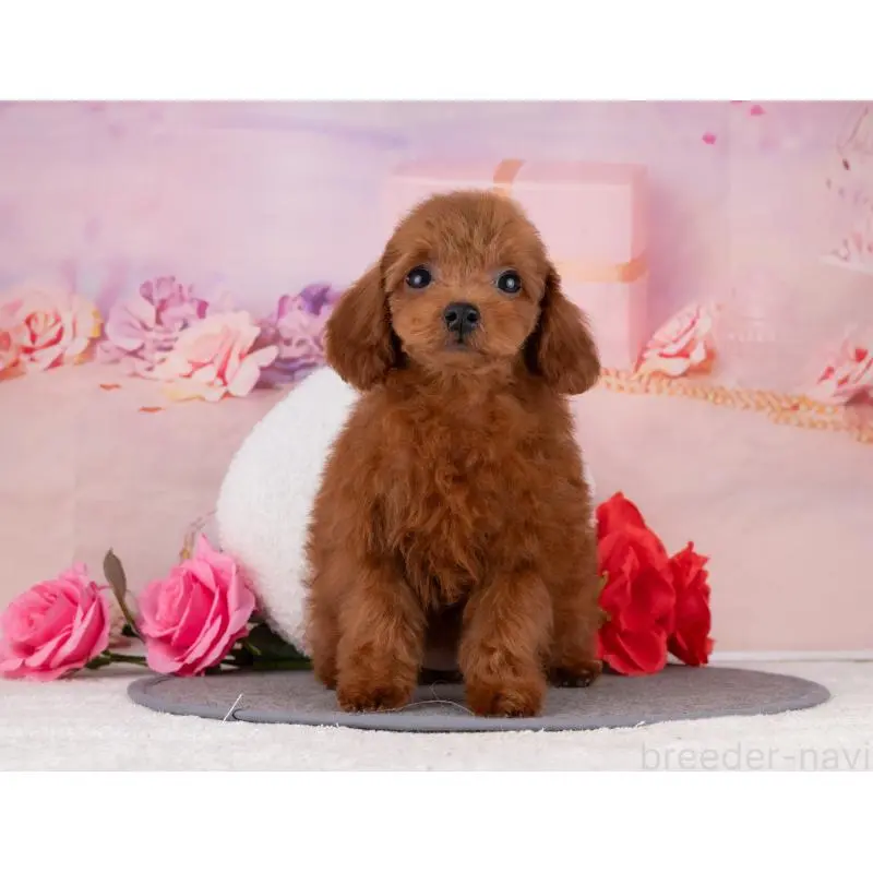 販売中の岐阜県のトイプードル-456034の6枚目