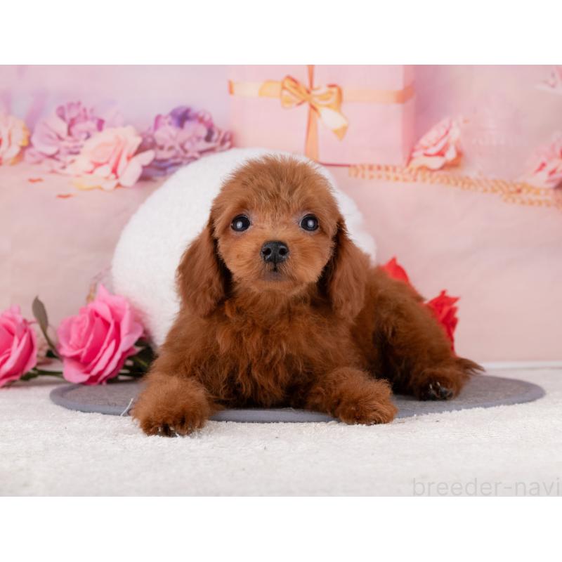 販売中の岐阜県のトイプードル-456034の5枚目