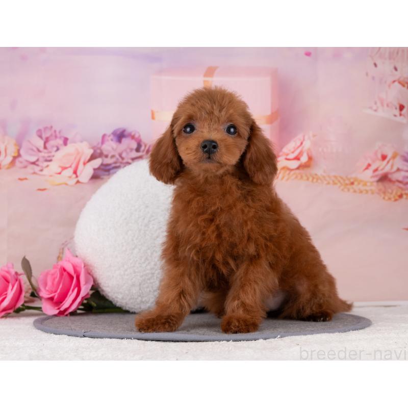 販売中の岐阜県のトイプードル-456034の4枚目