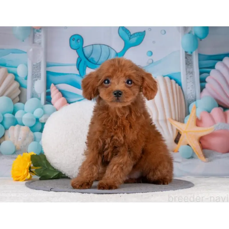 販売中の岐阜県のトイプードル-456038の5枚目