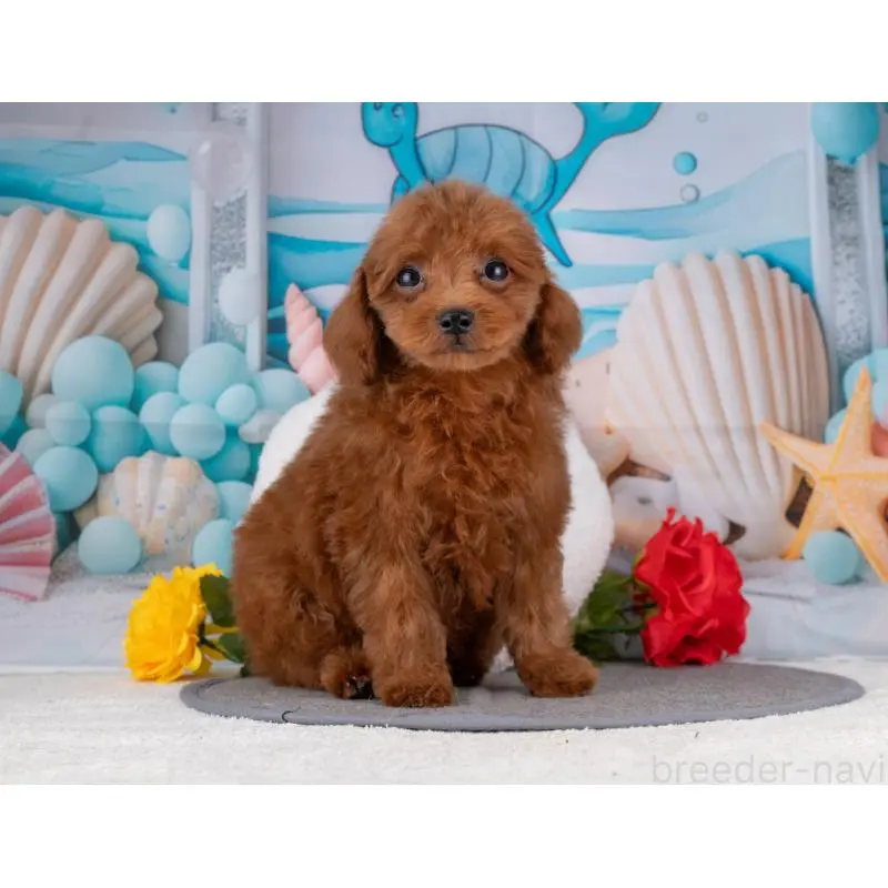 販売中の岐阜県のトイプードル-456038の4枚目