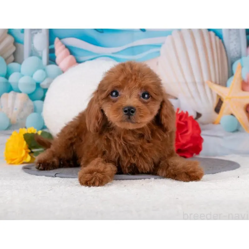 販売中の岐阜県のトイプードル-456038の3枚目