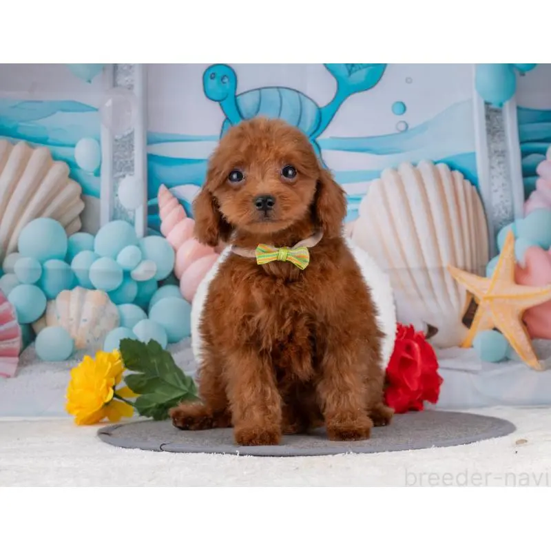 販売中の岐阜県のトイプードル-456038の2枚目