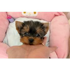 ♀︎ヨークシャーテリア