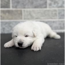 ♀︎ホワイトシェパード