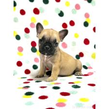 ♀︎フレンチブルドッグ