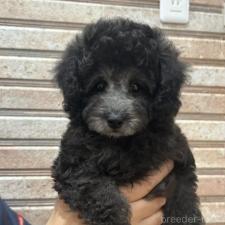 ♀︎トイプードル