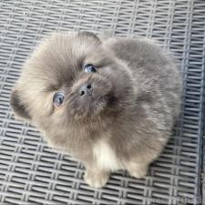 ♀︎ミックス犬