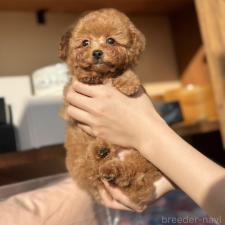 タイニープードルの子犬