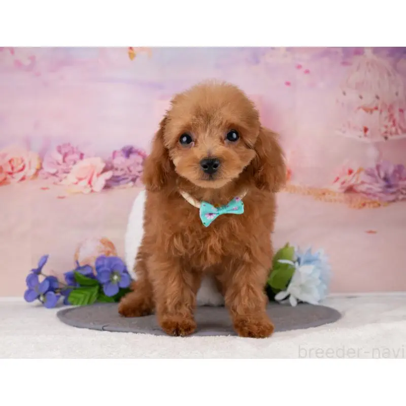 販売中の岐阜県のトイプードル-456040の5枚目