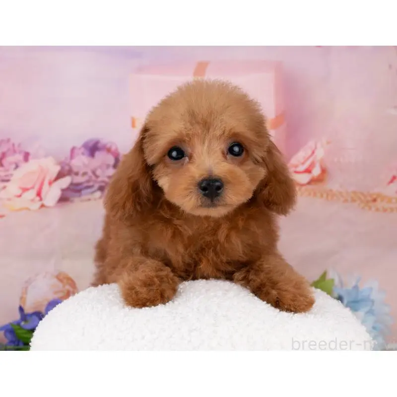 販売中の岐阜県のトイプードル-456040の4枚目