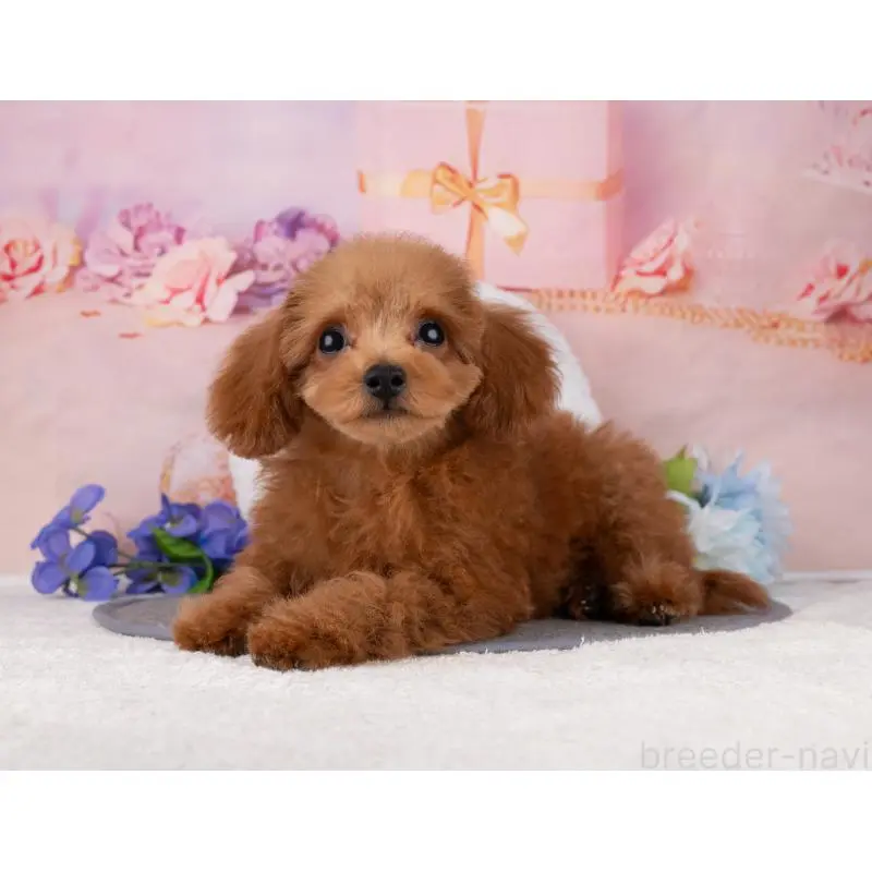 販売中の岐阜県のトイプードル-456040の3枚目