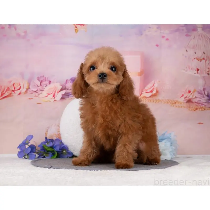 販売中の岐阜県のトイプードル-456040の2枚目