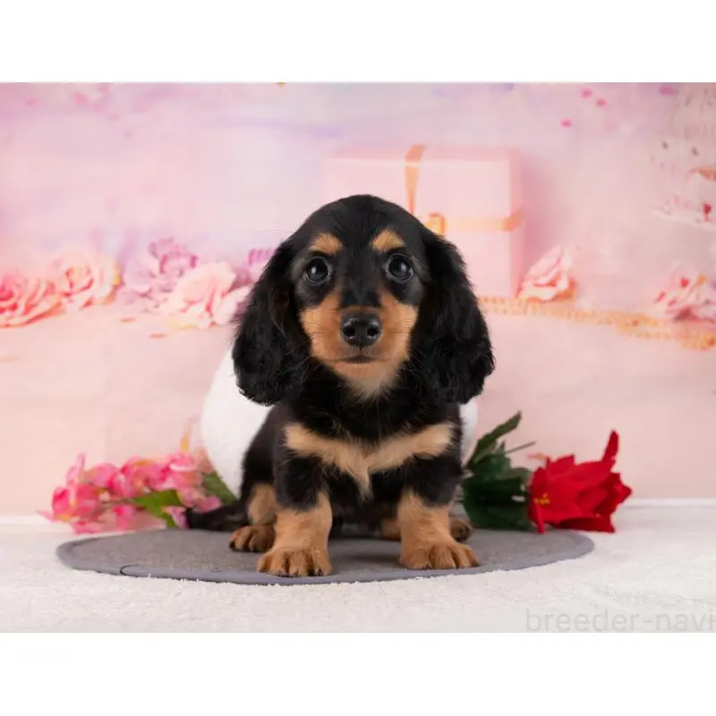 販売中の岐阜県のミニチュアダックスフンド(ロングヘアード)-456041の5枚目