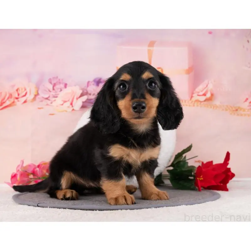 販売中の岐阜県のミニチュアダックスフンド(ロングヘアード)-456041の4枚目