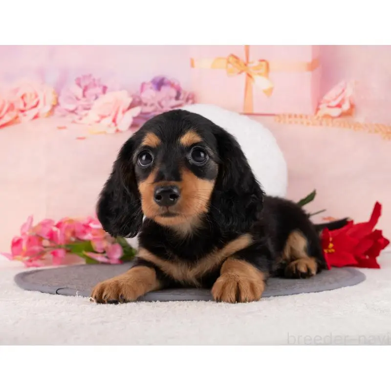 販売中の岐阜県のミニチュアダックスフンド(ロングヘアード)-456041の3枚目