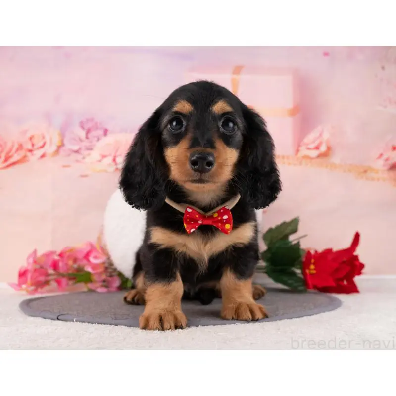 販売中の岐阜県のミニチュアダックスフンド(ロングヘアード)-456041の2枚目