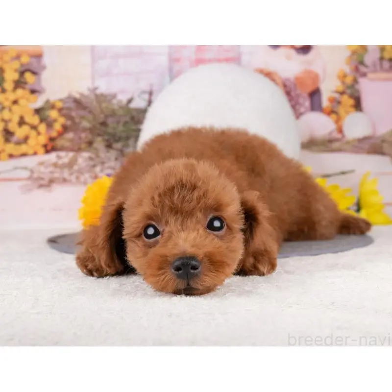 販売中の岐阜県のトイプードル-456042の7枚目