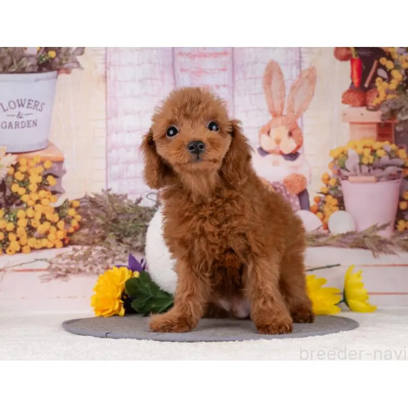 販売中の岐阜県のトイプードル-456042の6枚目