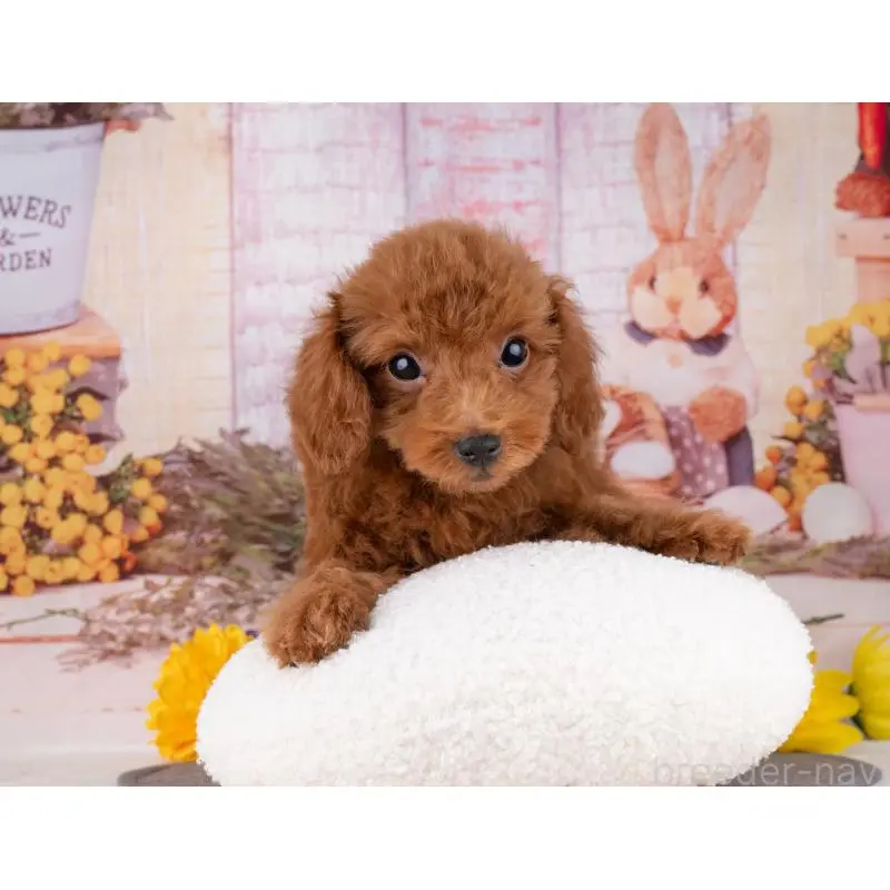 販売中の岐阜県のトイプードル-456042の5枚目