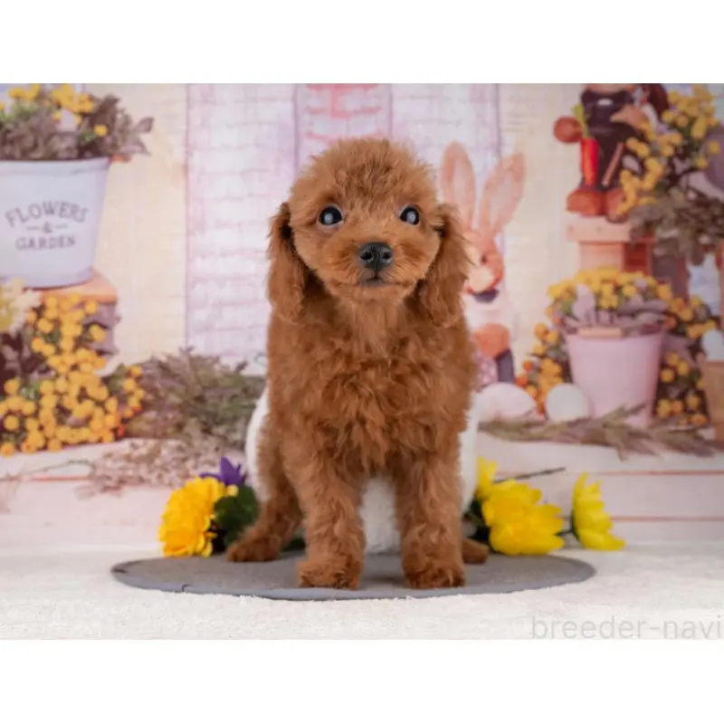 販売中の岐阜県のトイプードル-456042の4枚目