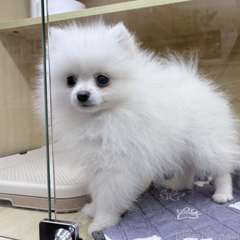 販売中の東京都のポメラニアン-446438の3枚目