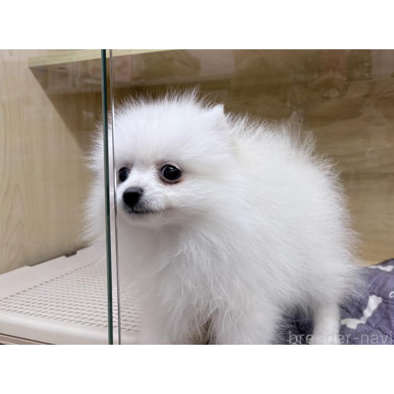 販売中の東京都のポメラニアン-446438の2枚目