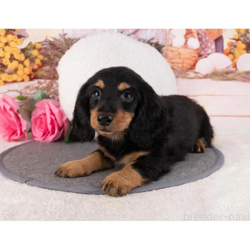 販売中の岐阜県のミニチュアダックスフンド(ロングヘアード)-456043の5枚目