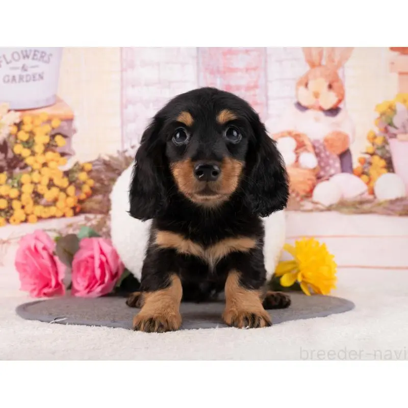 販売中の岐阜県のミニチュアダックスフンド(ロングヘアード)-456043の4枚目