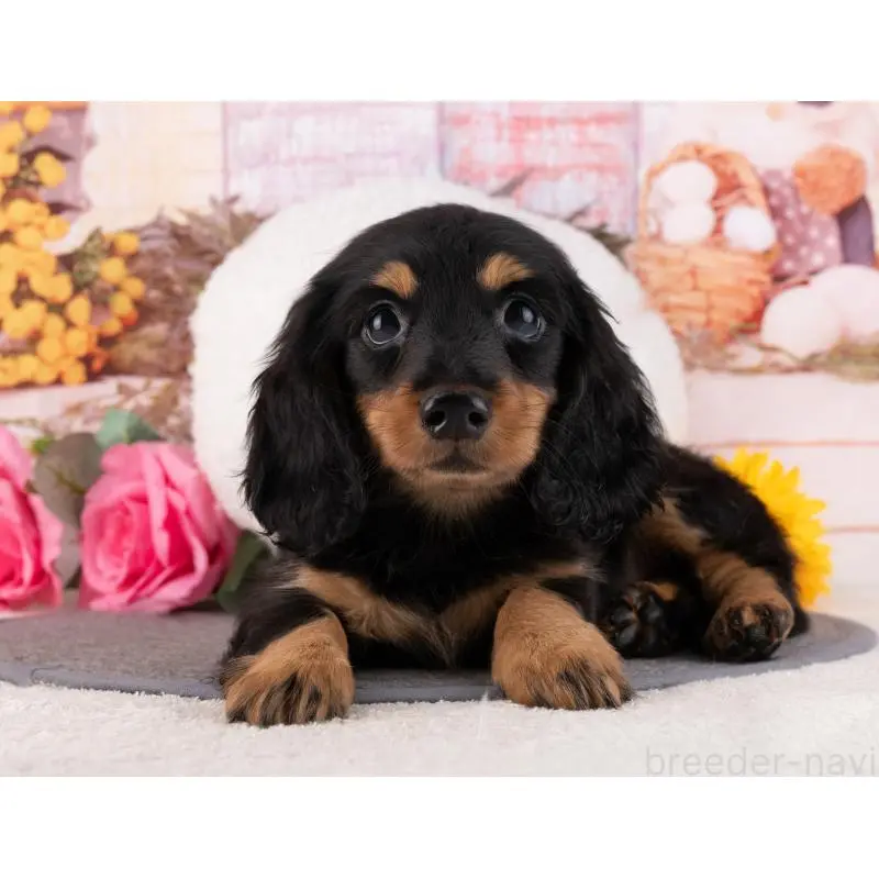 販売中の岐阜県のミニチュアダックスフンド(ロングヘアード)-456043の3枚目