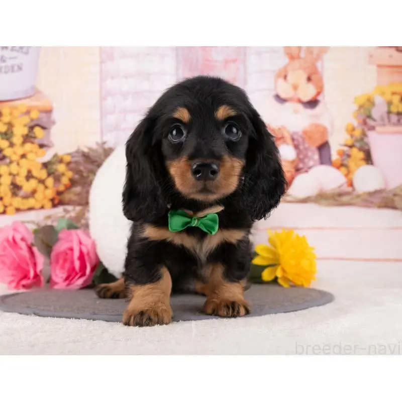 販売中の岐阜県のミニチュアダックスフンド(ロングヘアード)-456043の2枚目