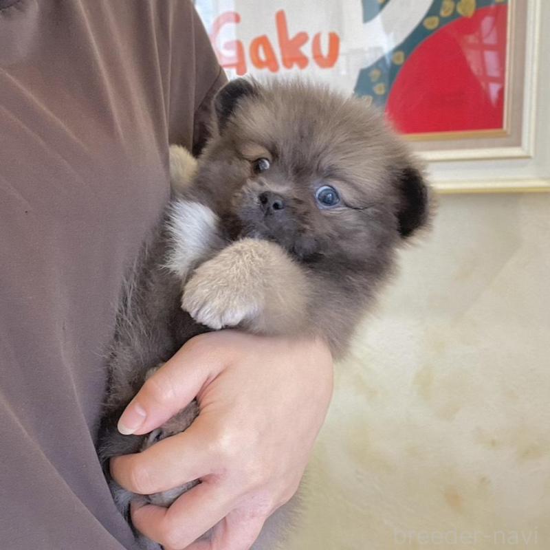 販売中の山梨県のミックス犬-456044の11枚目