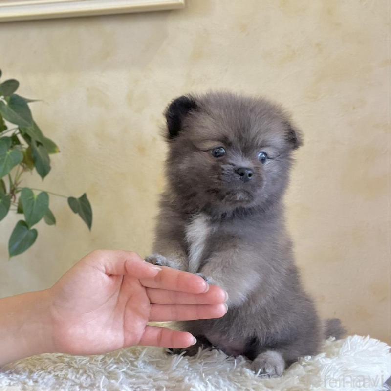 販売中の山梨県のミックス犬-456044の10枚目