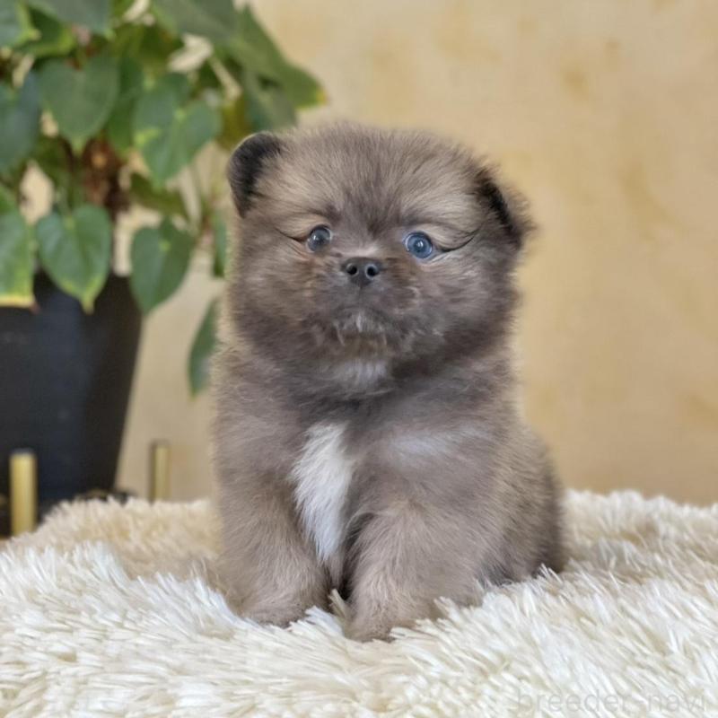 販売中の山梨県のミックス犬-456044の9枚目