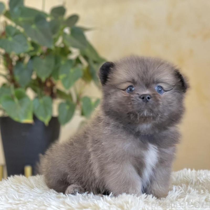 販売中の山梨県のミックス犬-456044の8枚目