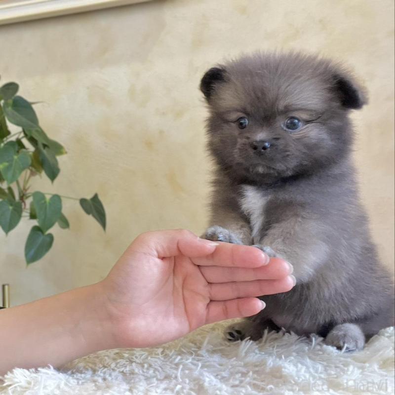 販売中の山梨県のミックス犬-456044の7枚目