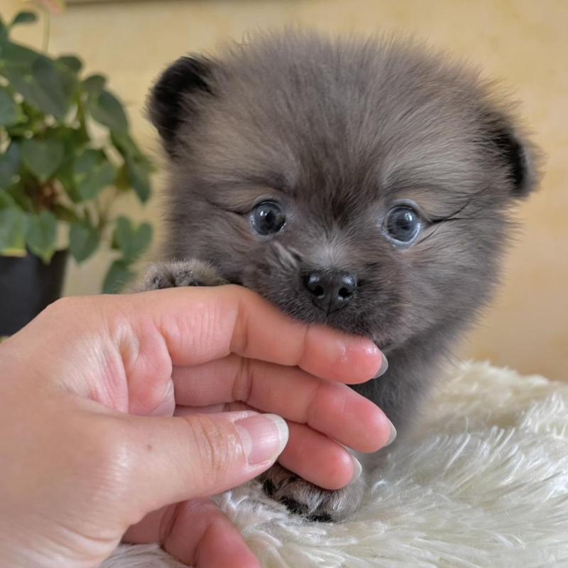 販売中の山梨県のミックス犬-456044の6枚目