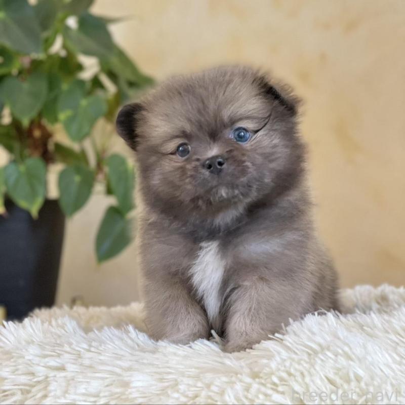 販売中の山梨県のミックス犬-456044の5枚目