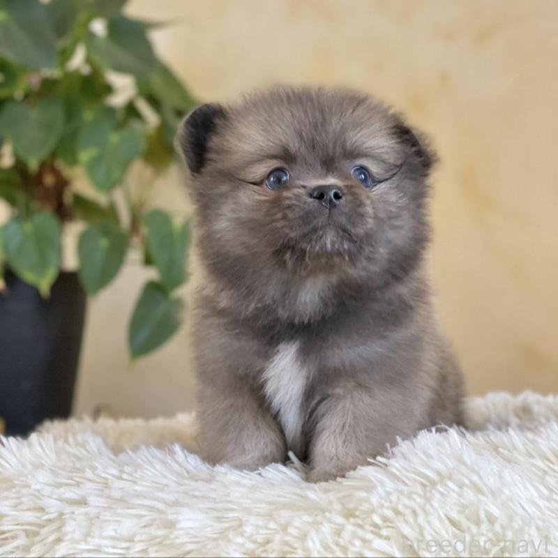 販売中の山梨県のミックス犬-456044の4枚目