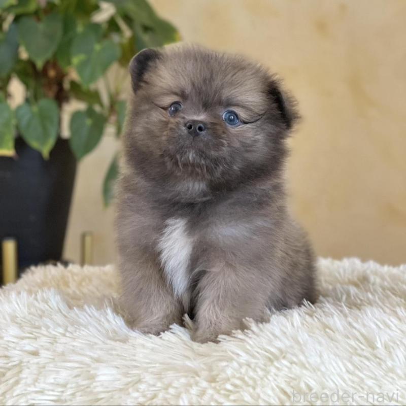 販売中の山梨県のミックス犬-456044の3枚目