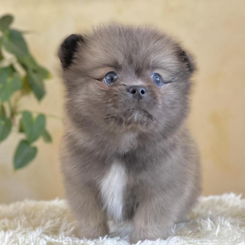 販売中の山梨県のミックス犬-456044の2枚目