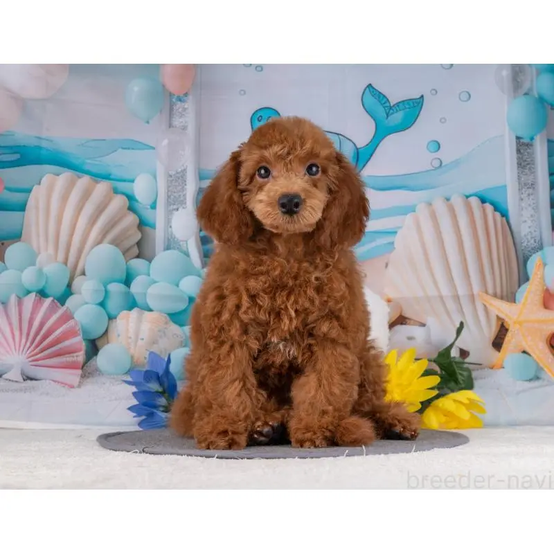 販売中の岐阜県のトイプードル-456046の7枚目