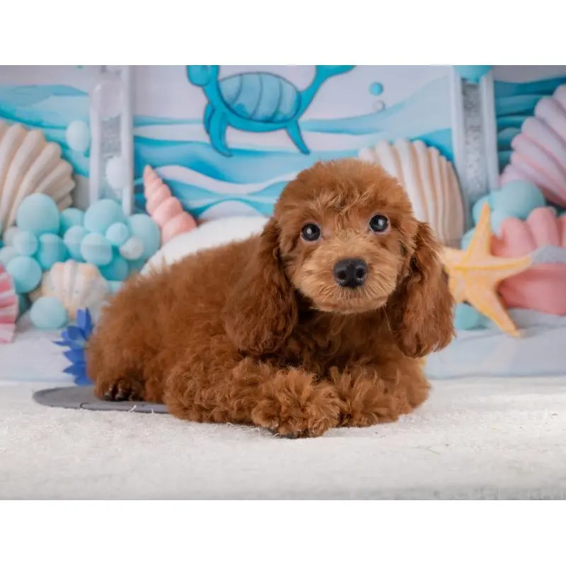 販売中の岐阜県のトイプードル-456046の6枚目