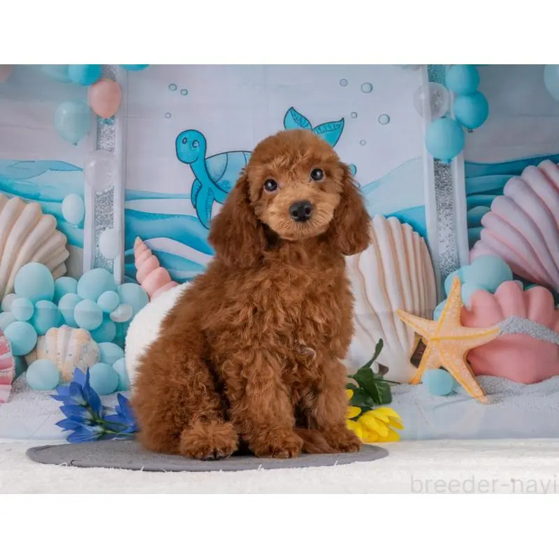 販売中の岐阜県のトイプードル-456046の5枚目