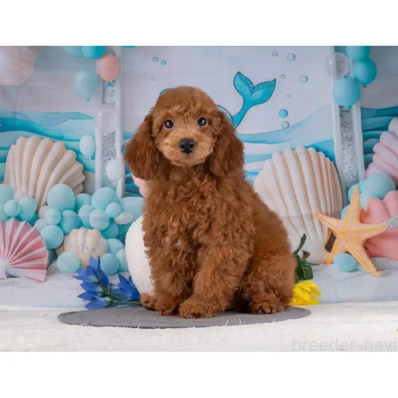 販売中の岐阜県のトイプードル-456046の4枚目